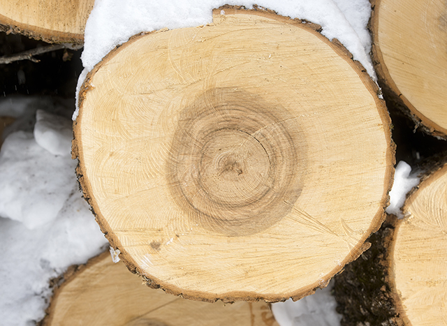 White Ash Wood